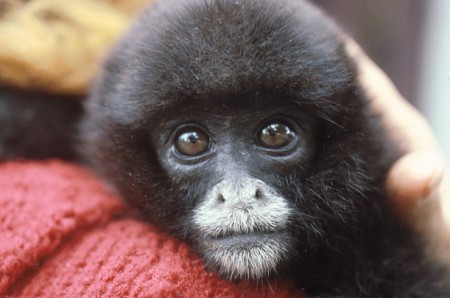 Monos Choro De Cola Amarilla